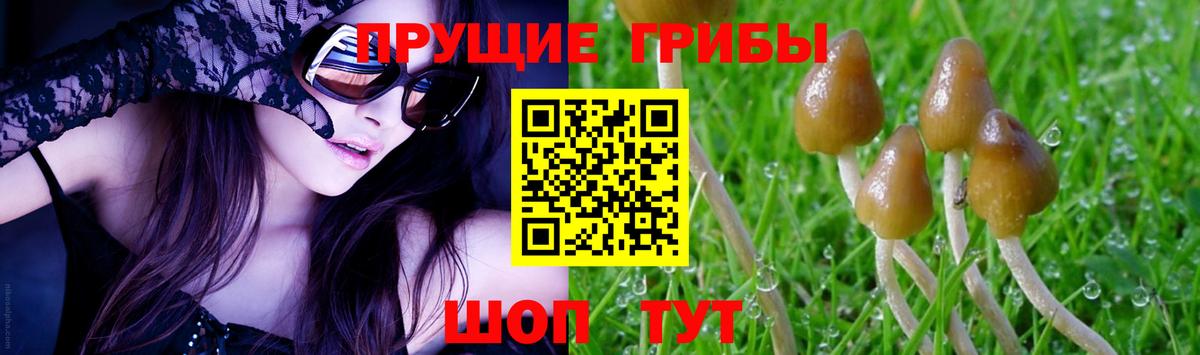 Вятские Поляны  Галлюциногенные грибы MAGIC MUSHROOMS  Вход с VPN  Галлюциногенные грибы Psilocybine cubensis 
